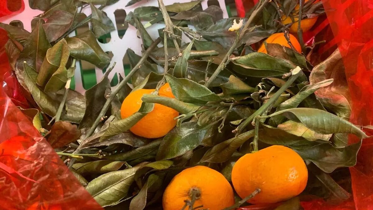     Источник: karelinform.ru