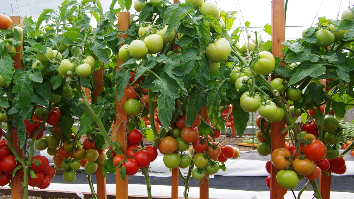 На снимке мои детерминантные томаты через 100 дней после высадки. Растения полностью загружены урожаем, высота не превышает метра