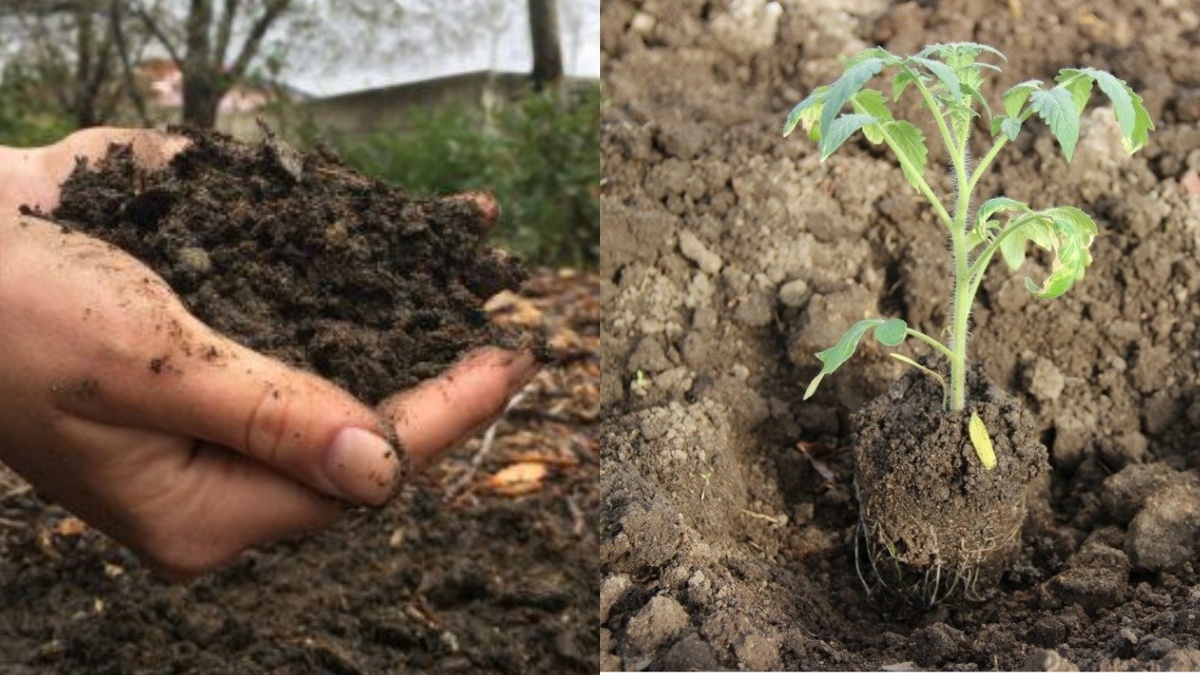 Подготовленные лунки с внесенными удобрениями перед высадкой рассады