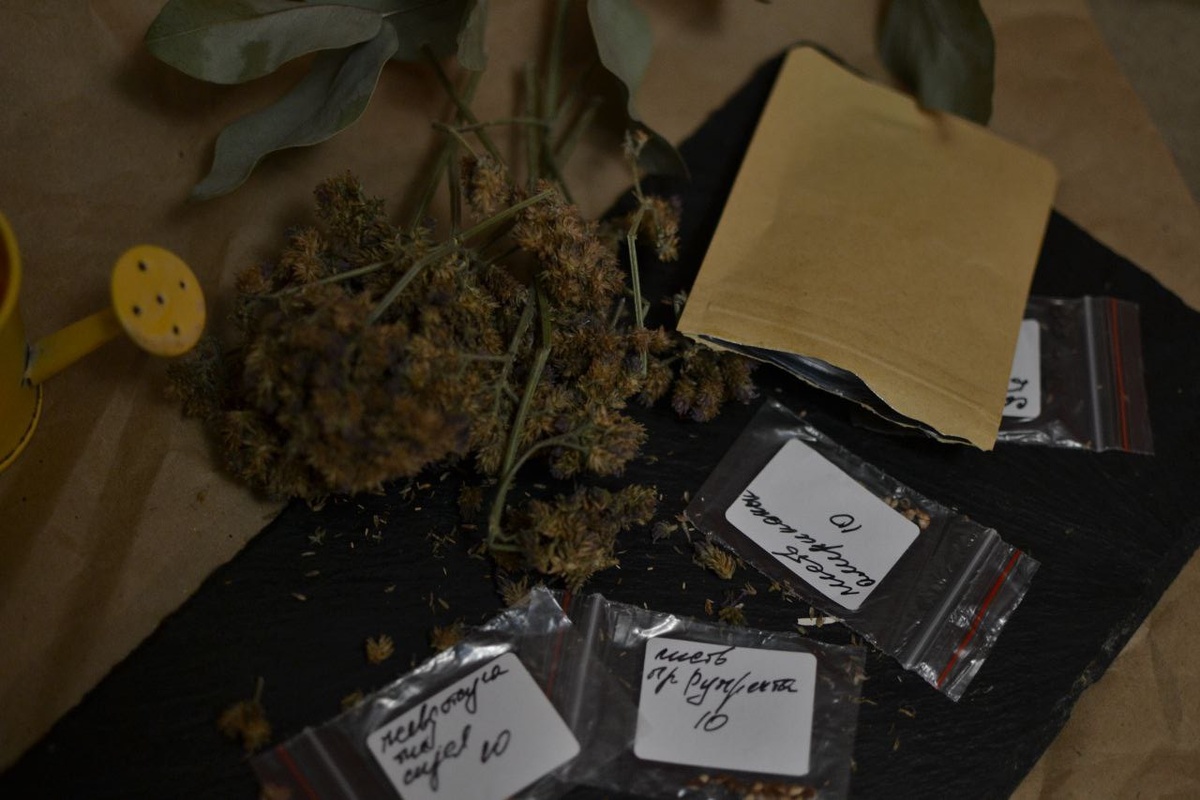 Новые семена