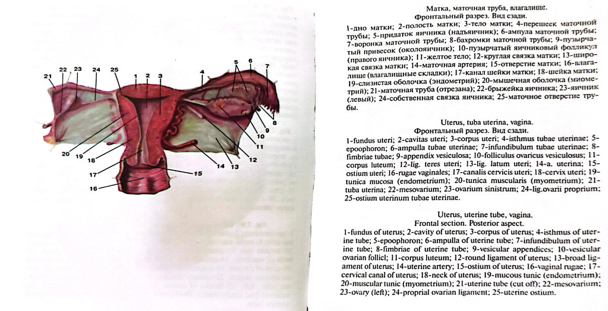 Рак маточной трубы: симптомы, диагностика, лечение и профилактика ...