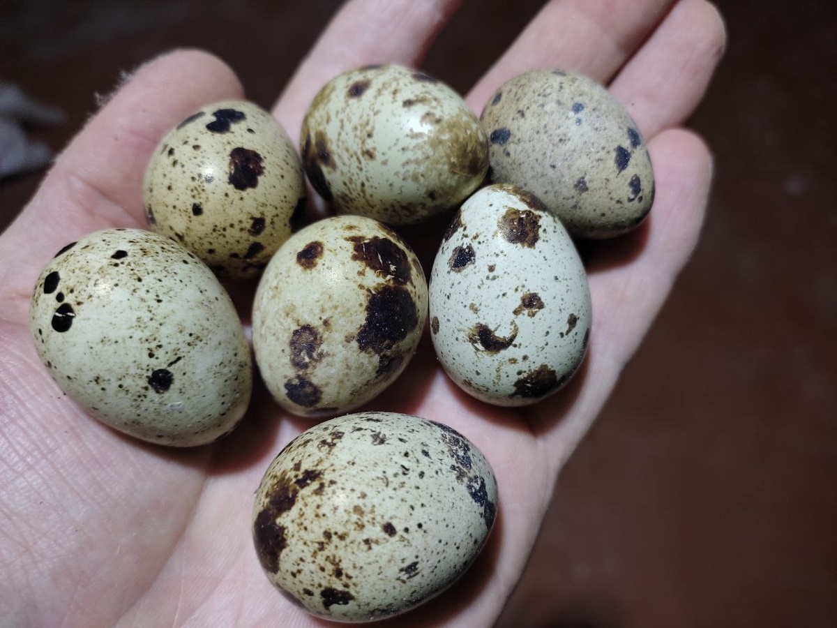 Довольно крупные яйца от техасских перепелов в возрасте 11+ месяцев