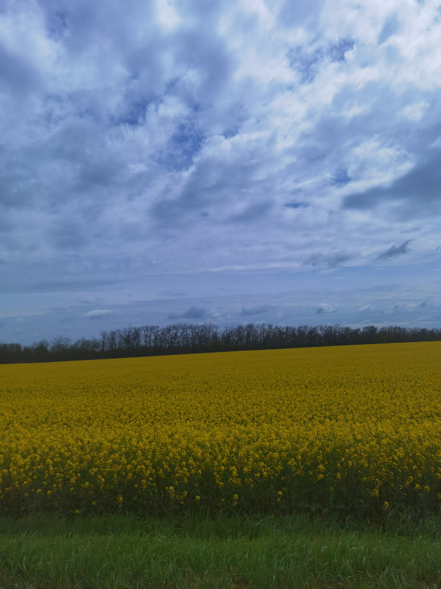 Рапс цветет