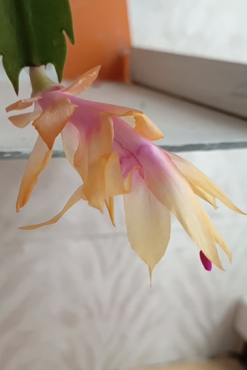 Вот он, виновник этого ролика! 🤣🤣🤣