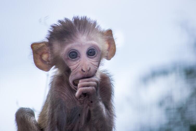    Макака-резус Фото: Depositphotos