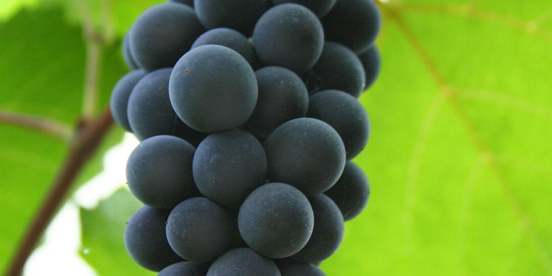 Секреты успешной подкормки винограда