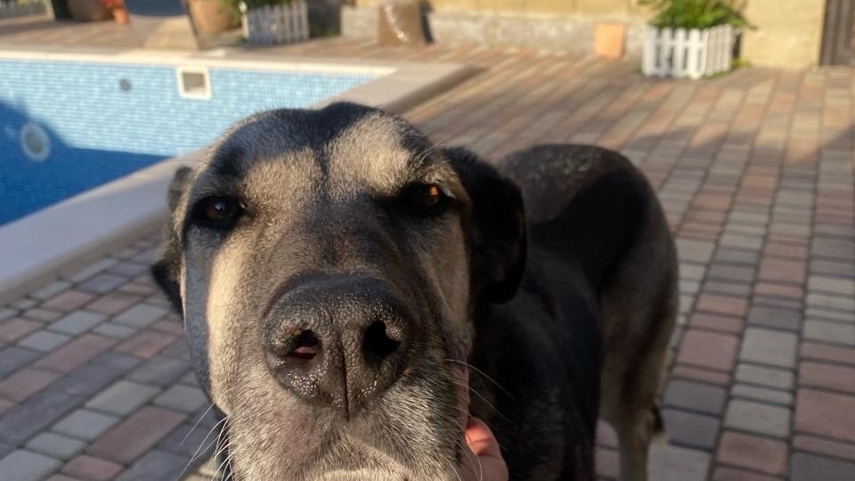 Привет из дома передает наш слонёнок Марта, которой повезло уехать в замечательную семью.