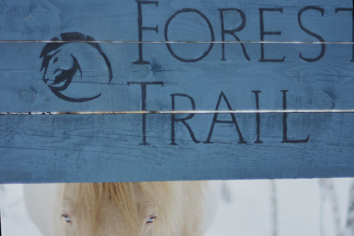 То ли мы наблюдаем за лошадьми на тропе, то ли они за нами