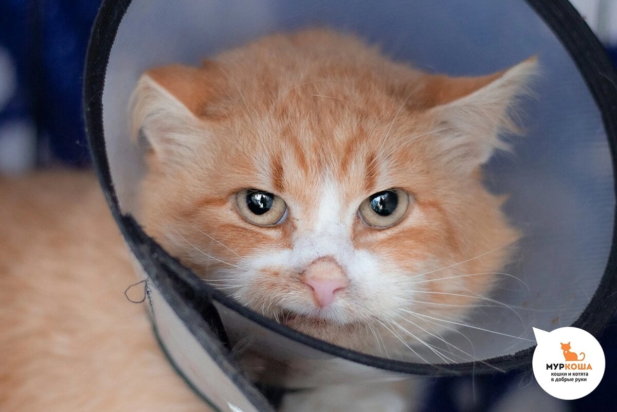 Коловрата нашли на улице.