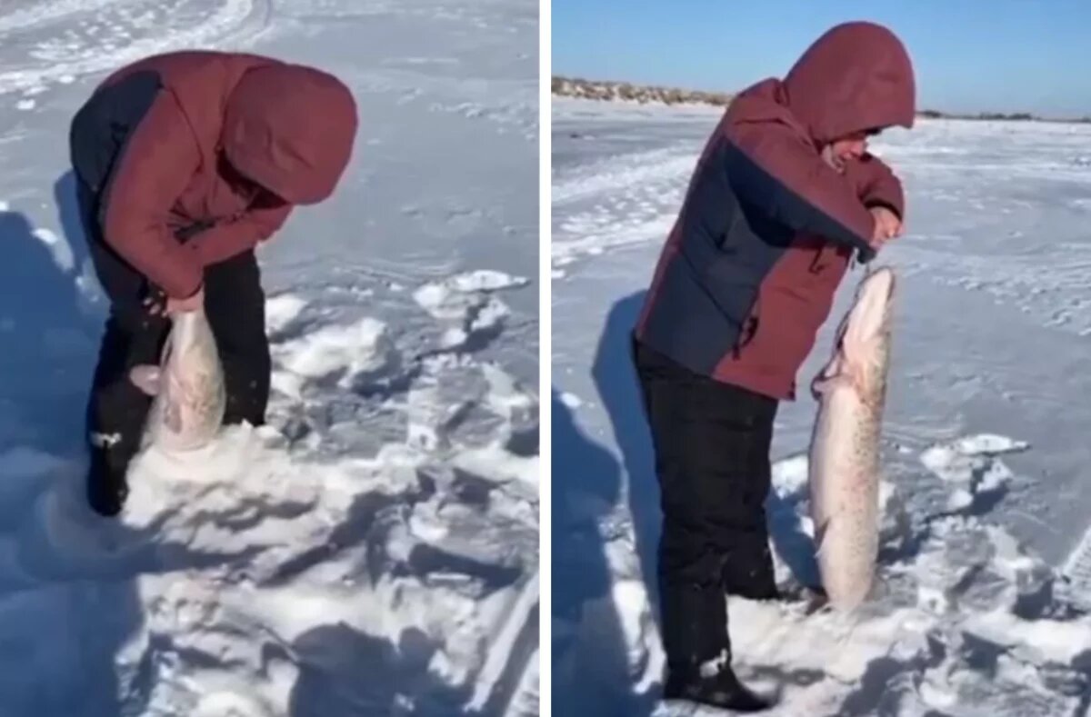    Щуку размером с ребёнка поймала жительница Хабаровского края