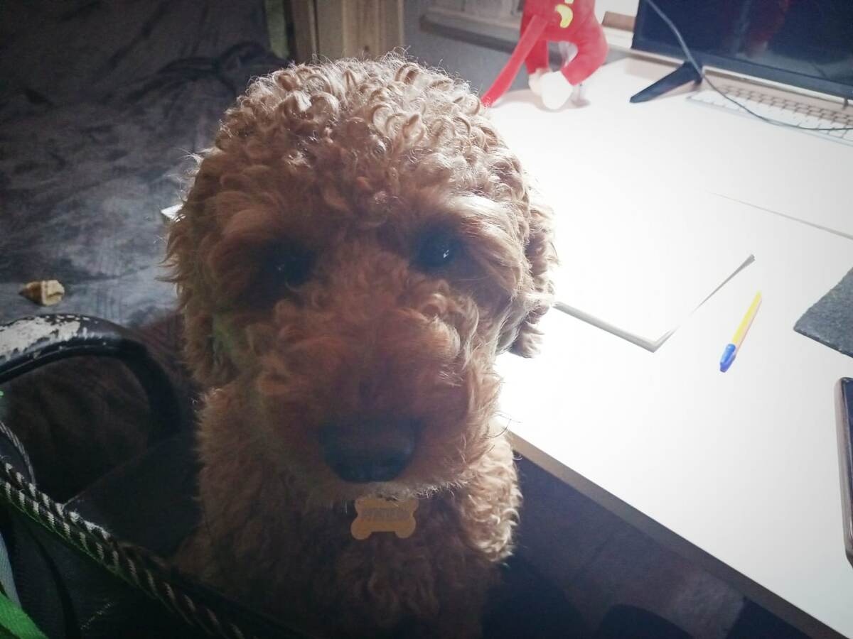 Румпель: - Я не знаю, о чём речь. Просто сижу. Красивый.