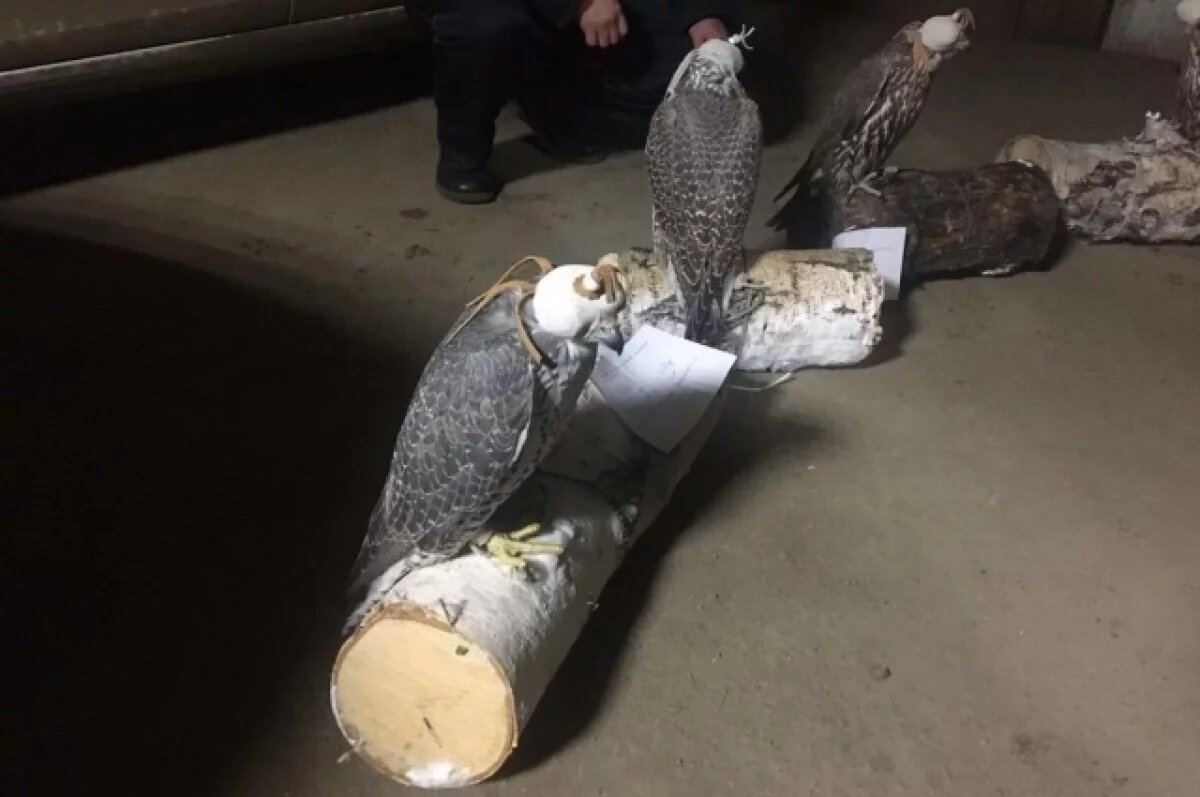    Главе соколиного центра «Камчатка» дали 5,5 года условно за браконьерство