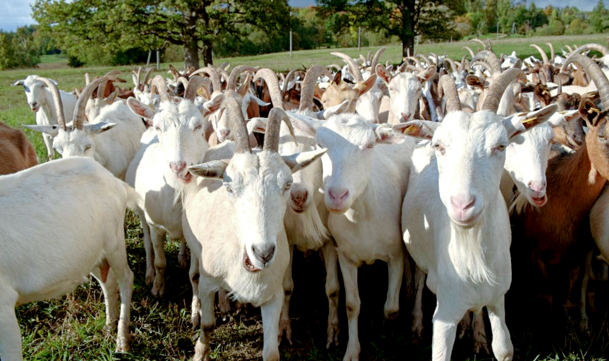 Живя в стаде, козы приобретают много навыков и воспоминаний. Снимок: goatowner.com