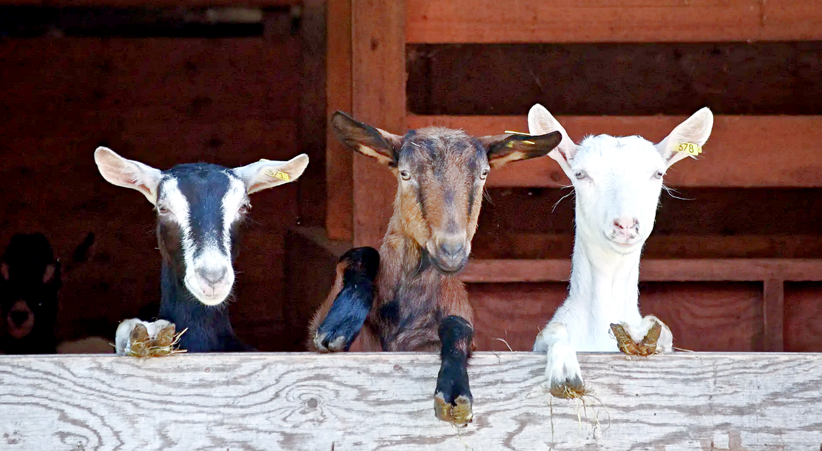 Коллективный разум. Источник фото: didyouknowfacts.com