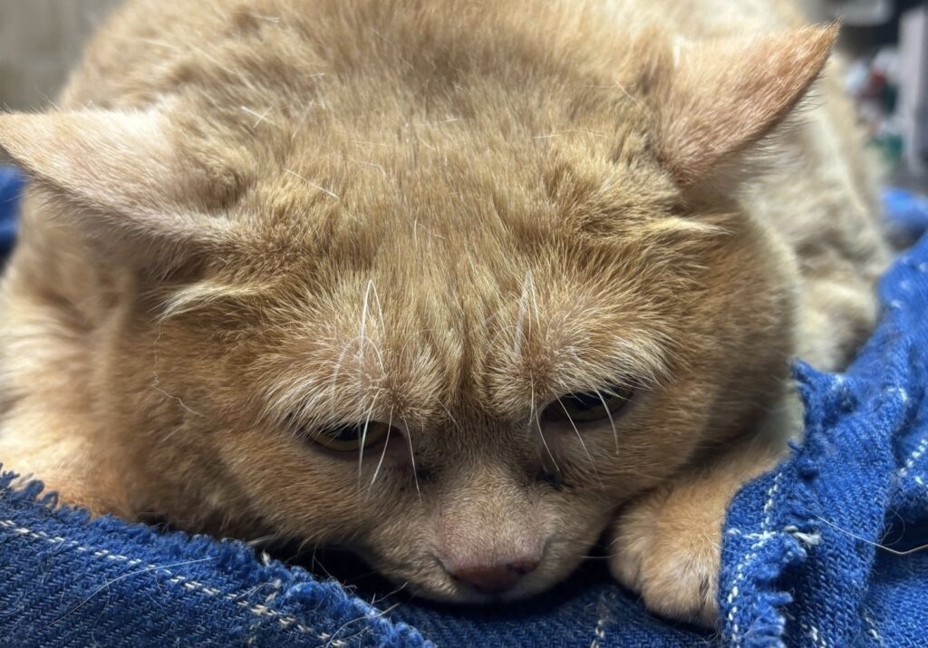    Фото: приют «Матроскин» / вк Ольга Гилёва