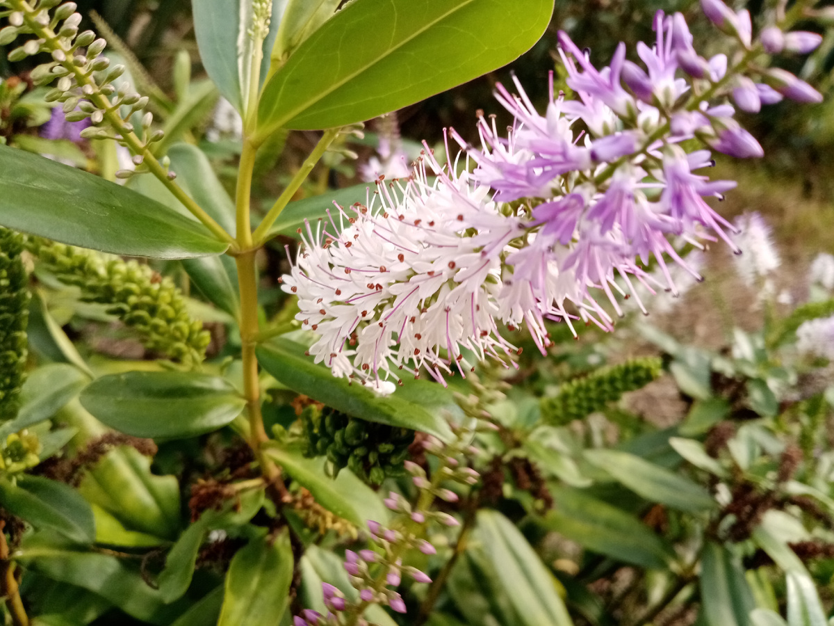 кустарниковая вероника