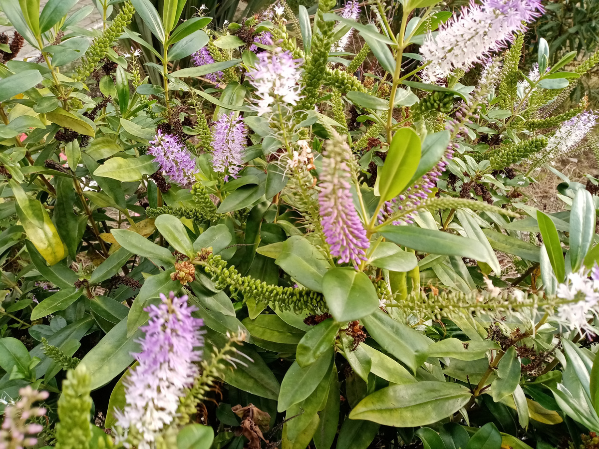 кустарниковая вероника