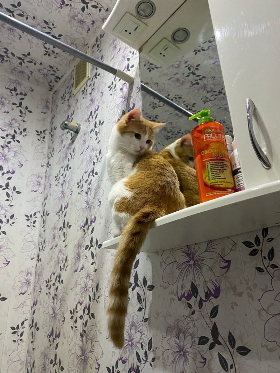    Твикс, оказавшись на улице, стал жертвой собак Фото: Из личного архивa/ Эдгар Гайфуллин