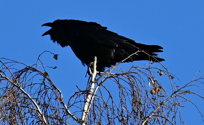 Санкт-Петергург. Крематорий. 24 октября 2024. Фото А.Морозевича