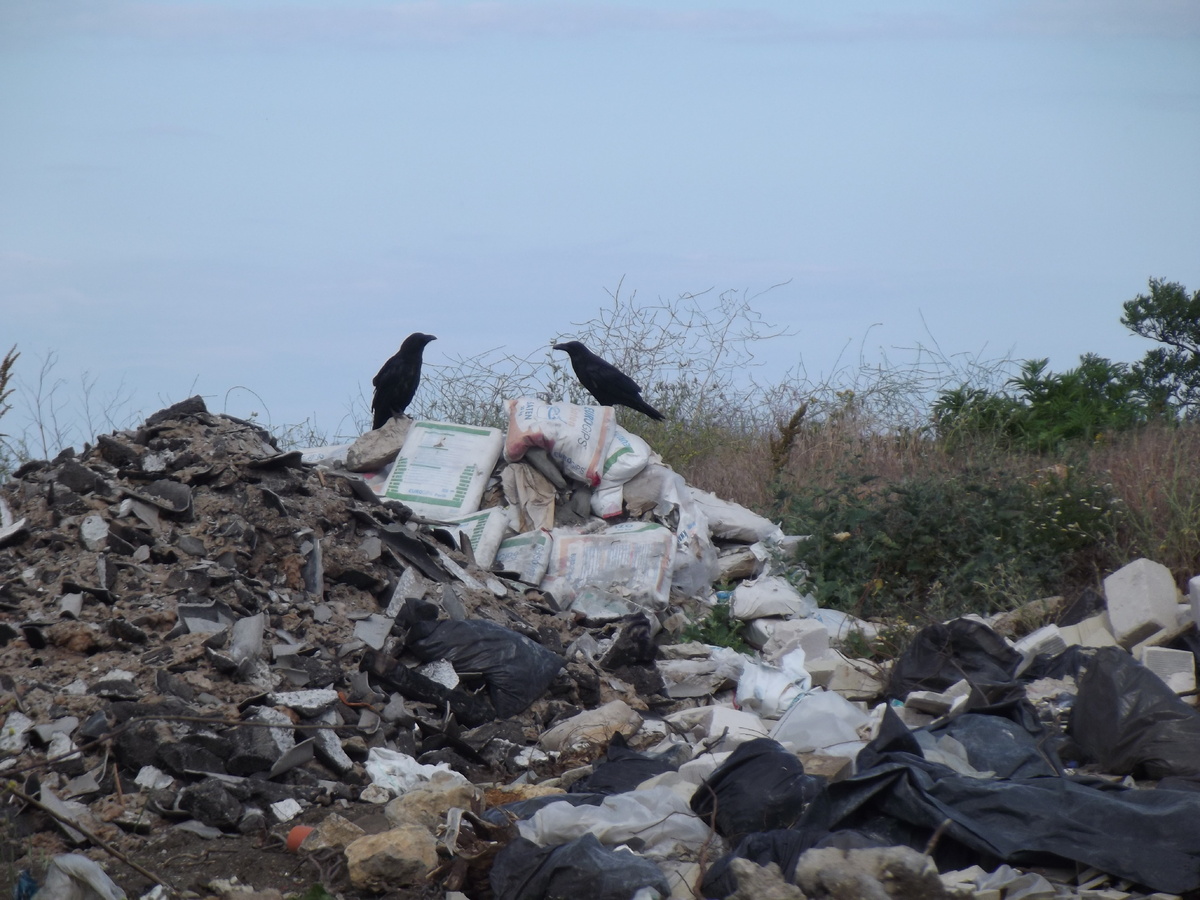 На свалке в Крыму. 4 июня 2013