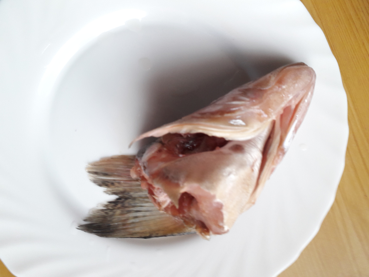 Фото 2а. Голова судака с удалёнными жабрами; у меня есть специальные ножницы, которыми удаляю жабры