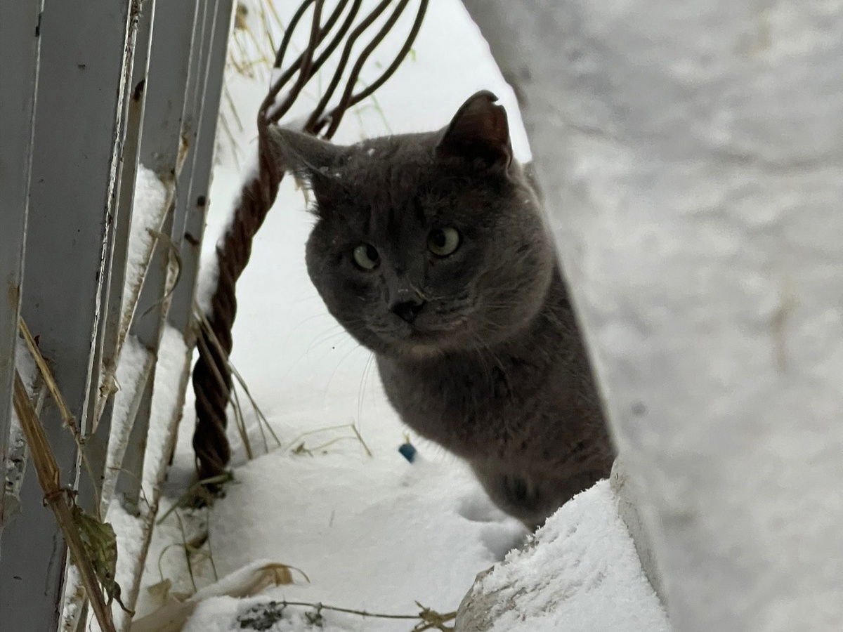 Кося боится людей, но без их помощи ему не обойтись