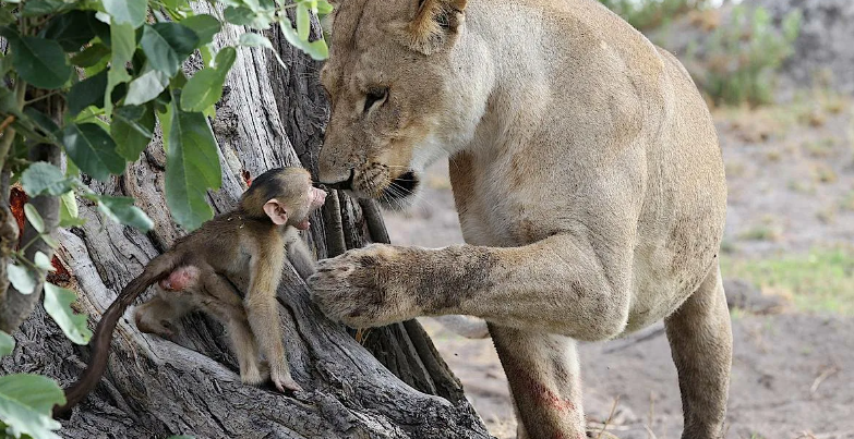 Ты моего сына трогал?!