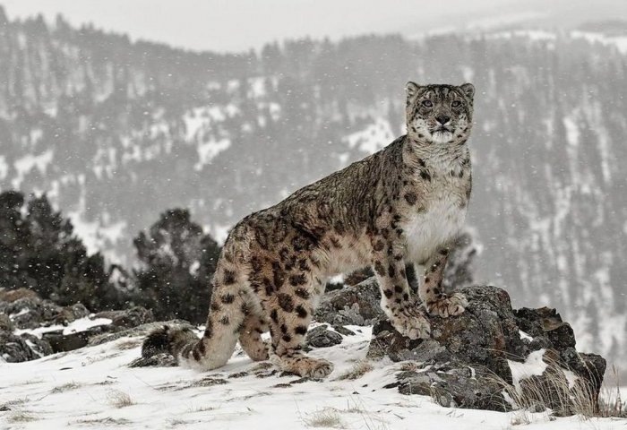 Снежный барс