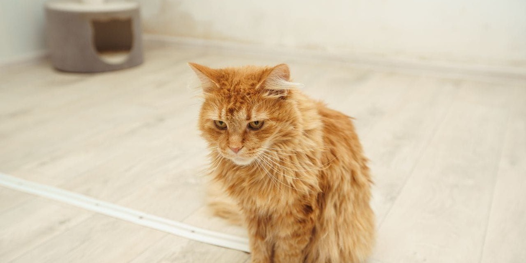 Выброшенное рыжее счастье – Фелиция ищет дом!