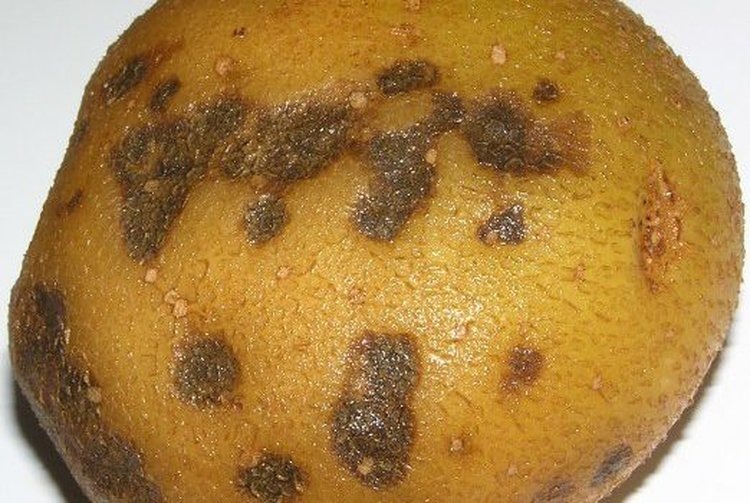    Антракноз картофеля распространяется в Карелии