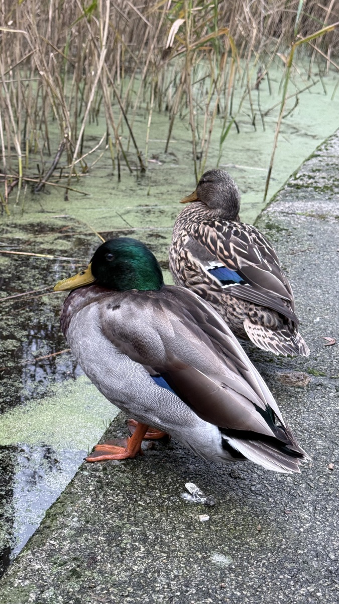 Две уточки тоже о чем-то думают в силу своих способностей к мыслеоьразованию.