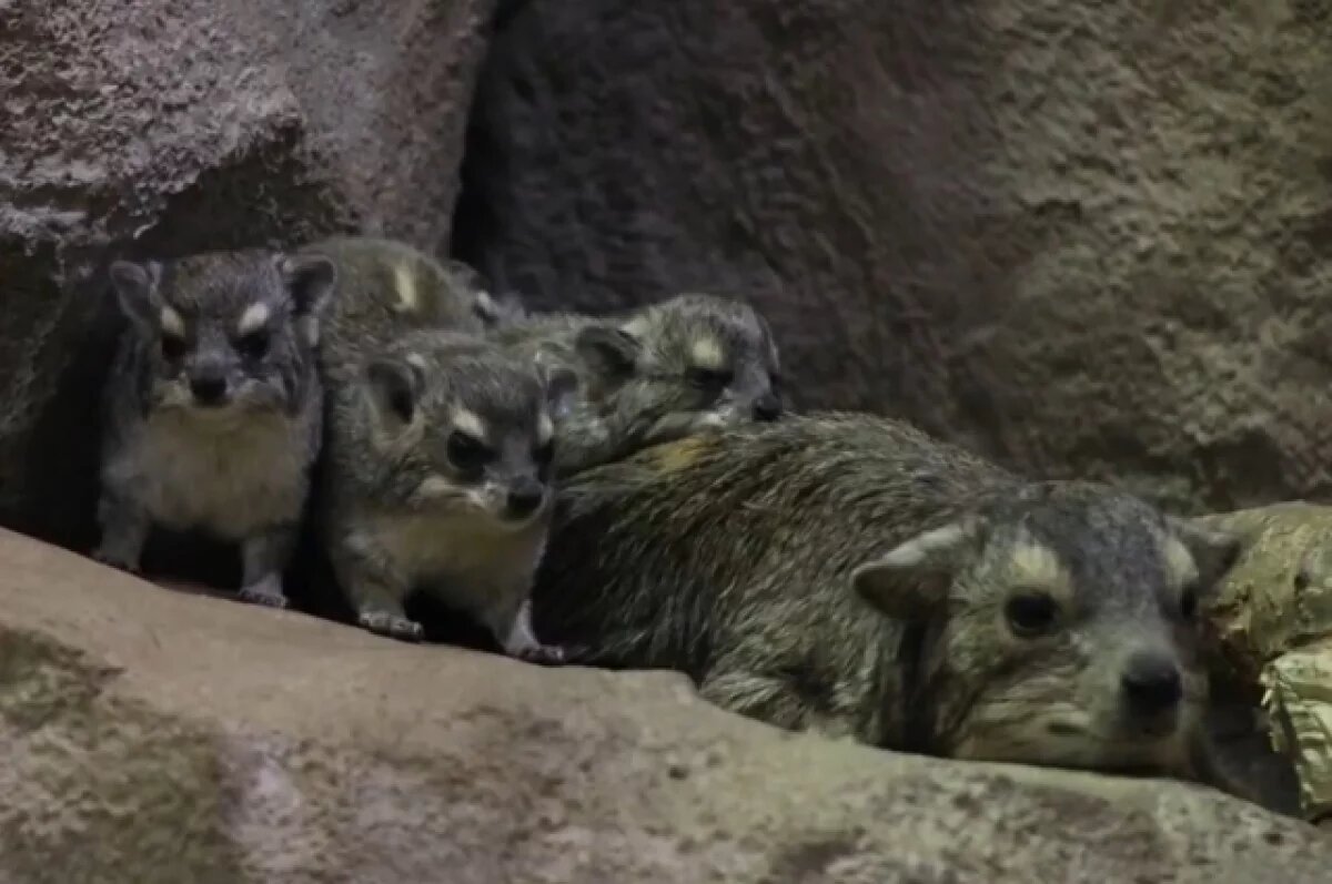    В пятницу 13-го в Казанском зоопарке родились шесть малышей дамана Брюса