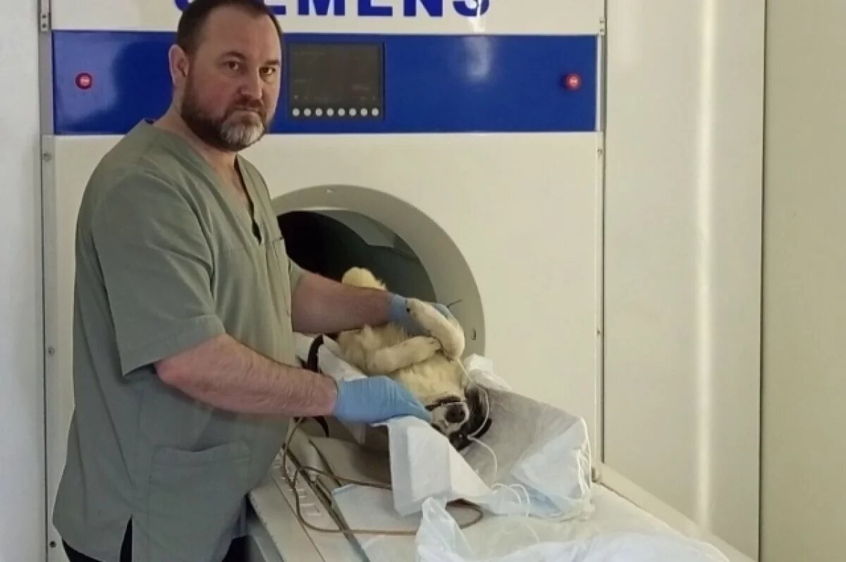    Пациенты на четырех лапах.