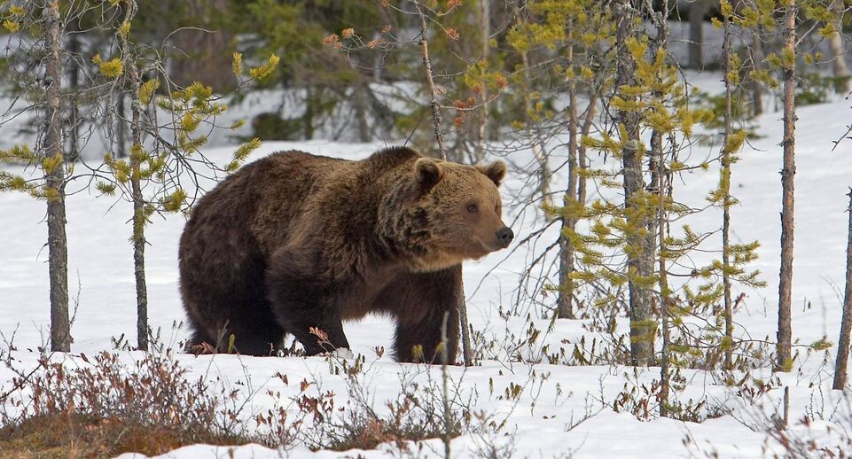    AGAMI/J. Peltomaeki, via www.ima / Global Look Press