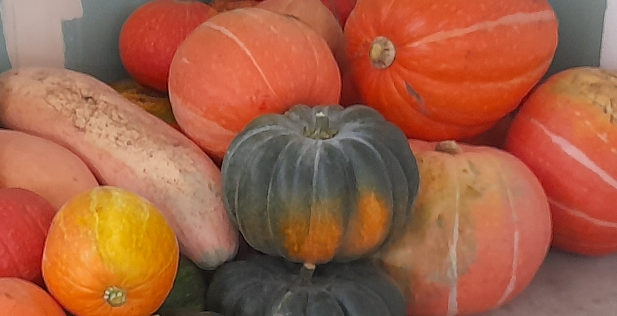 Что-то эти тыквы не очень похожи на кашпо из ротанга.