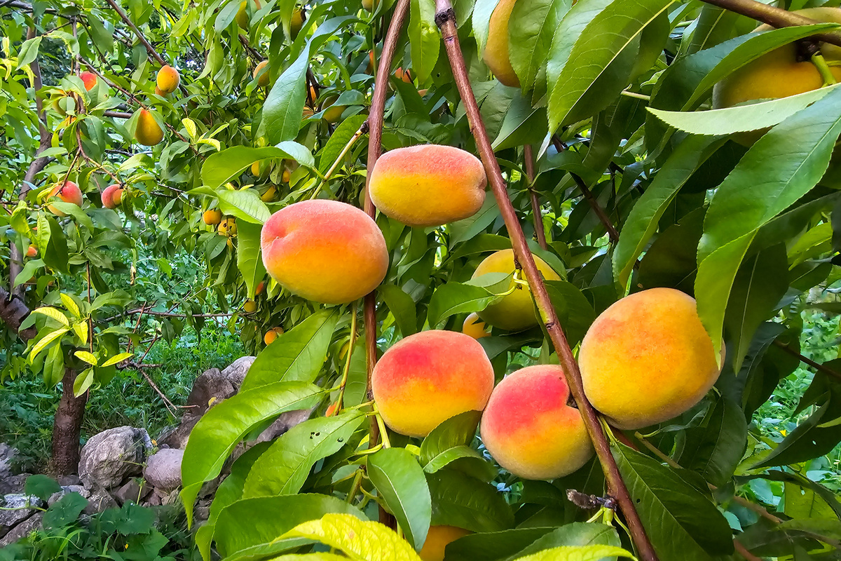 Персиковый сад
