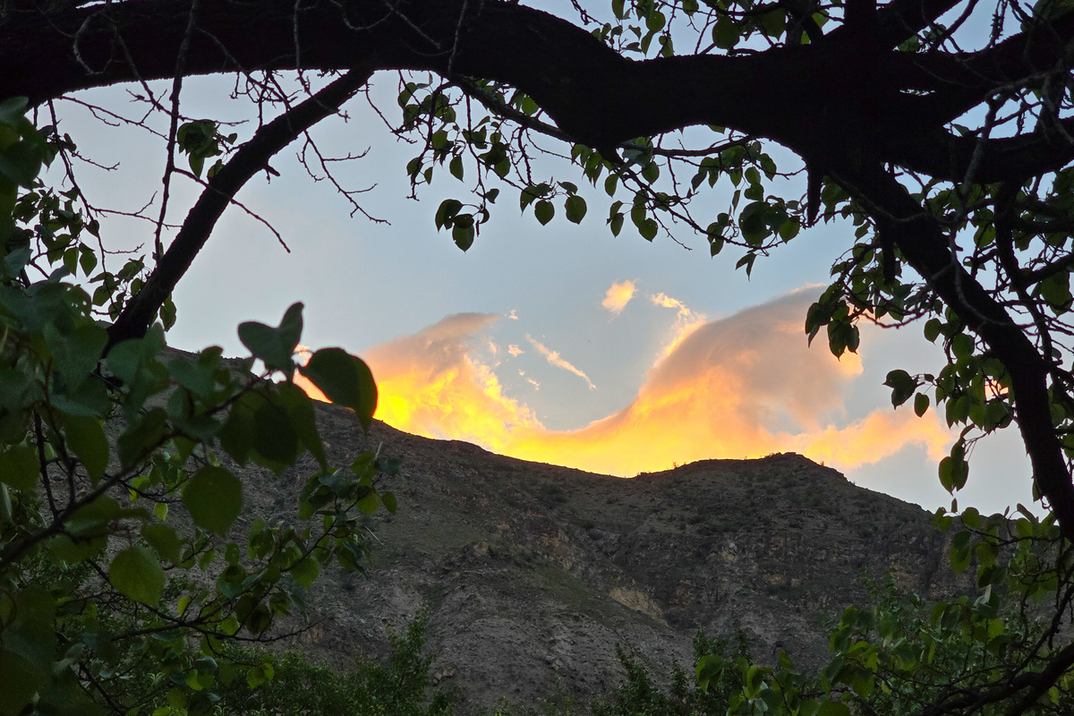 Персиковый сад