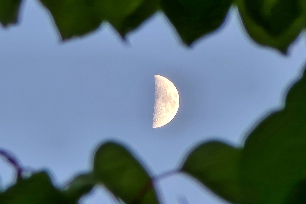 Персиковый сад