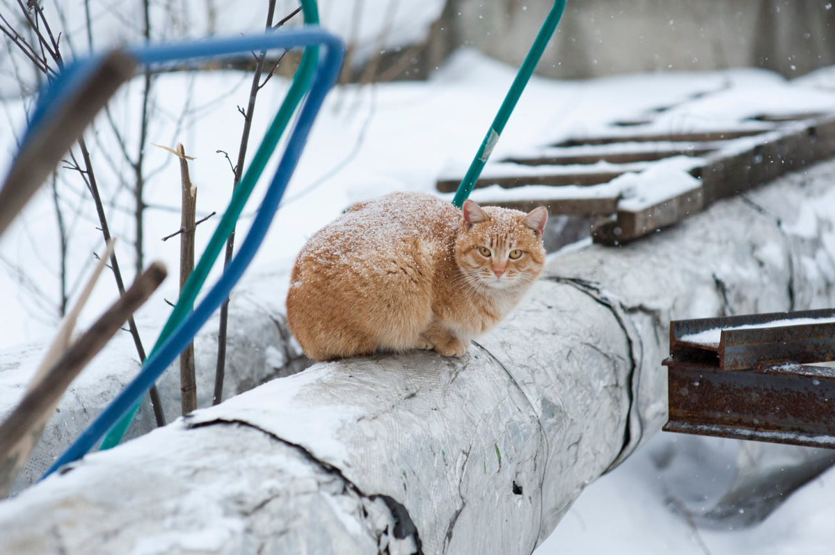    © Константин Долгановский