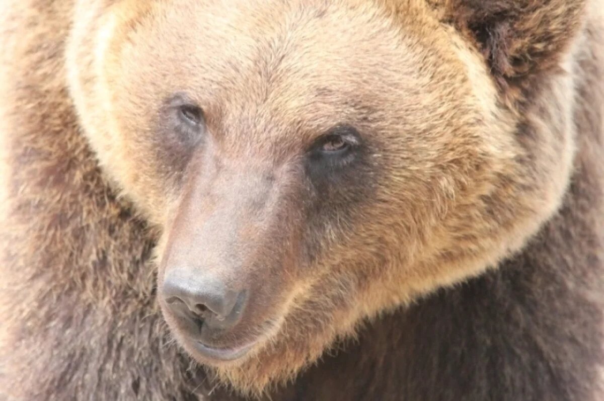    Медведь заживо сожрал охотника из ДФО, у которого заклинило ружьё: фото ЧП