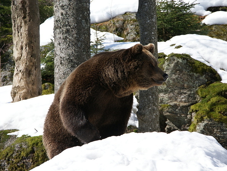     Фото: 1zoom.ru