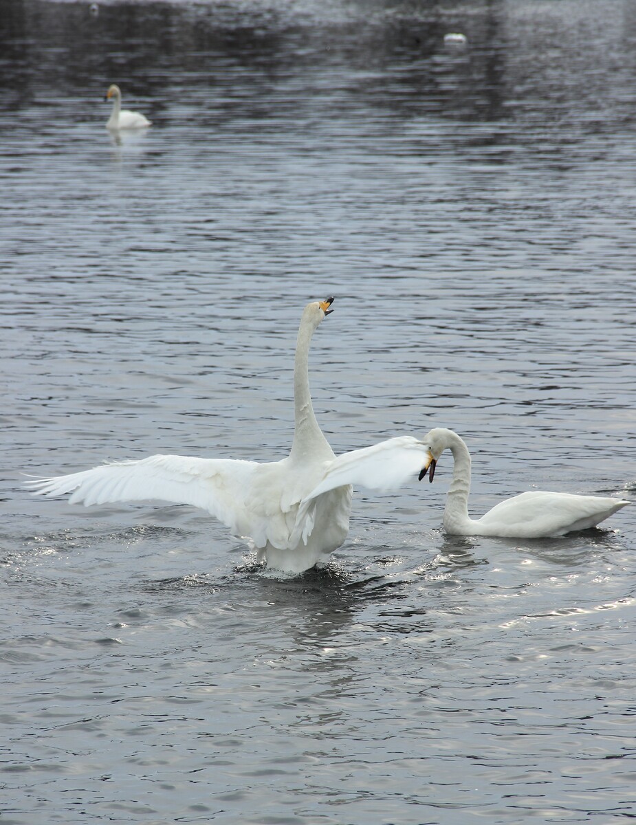 Удивительное зрелище — белокрылые птицы среди белых снегов