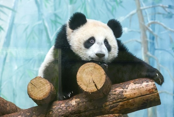    Панда Катюша