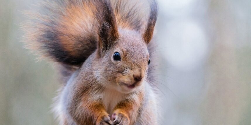    Алена Бобрович