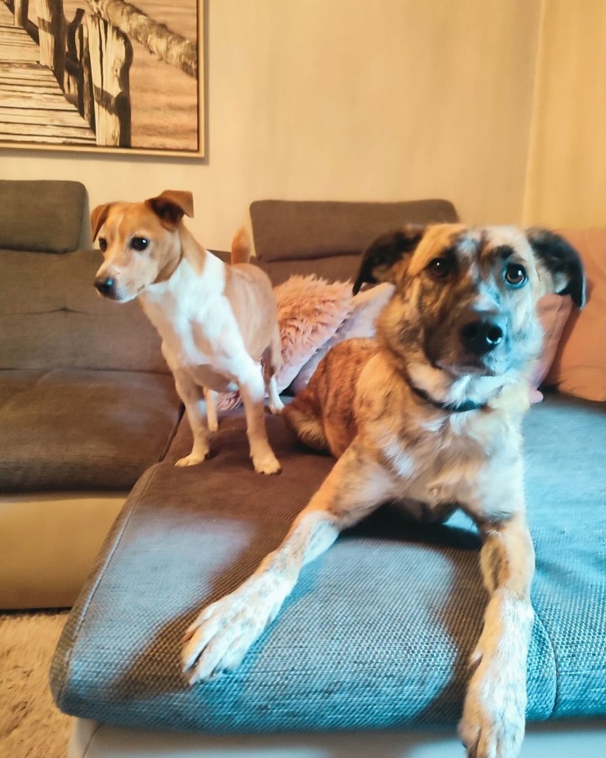 Бадди и Руни. Фото взято из Нельзяграм со страницы Деро. 