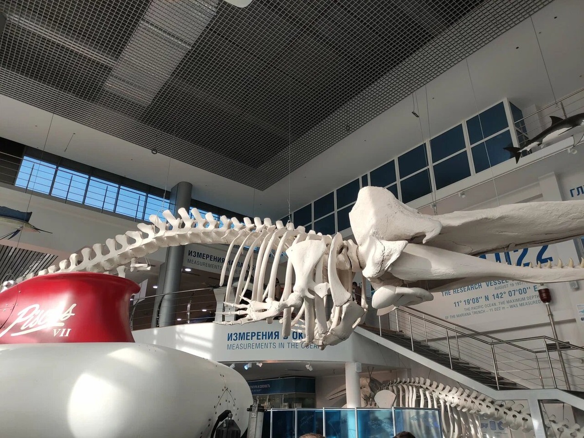 В главном корпусе вы увидите скелеты морских животных размером от двух миллиметров до 16 метров. Один из крупных экспонатов — кашалот. Фото: Александр Самарин / Яндекс Карты