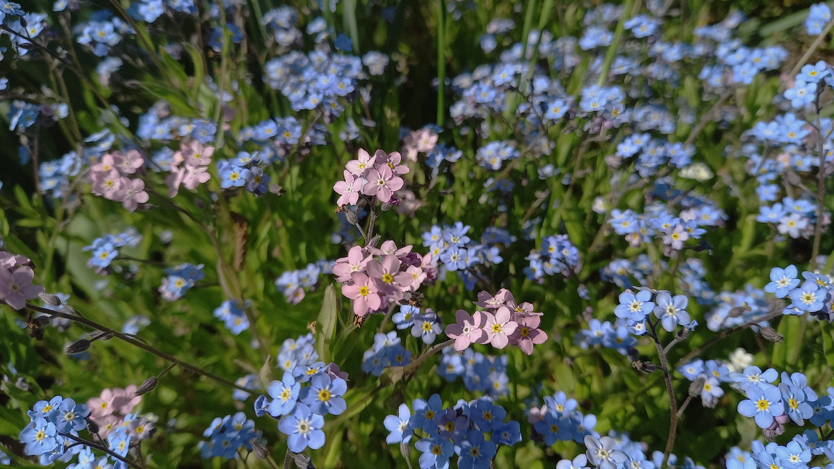 Незабудка голубая и розовая