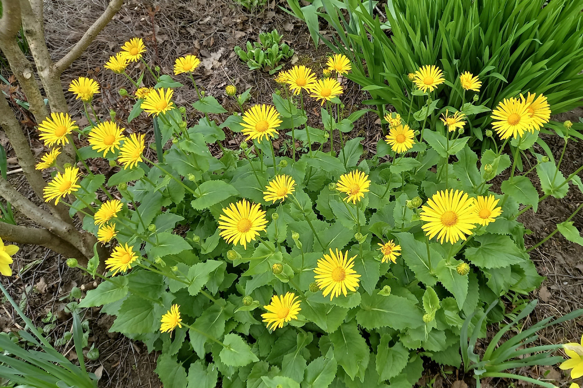 Дороникум. У меня их два разных. Этот ранний, пониже и помельче.02.05.2024