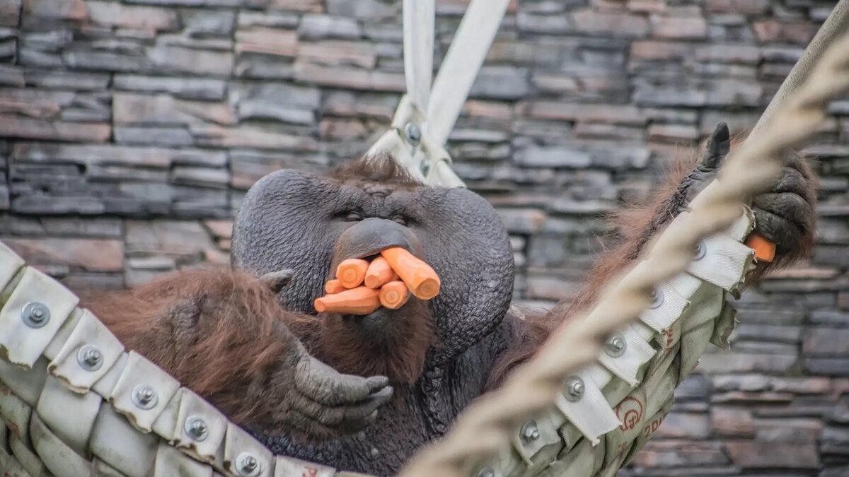     Источник: Новосибирский зоопарк