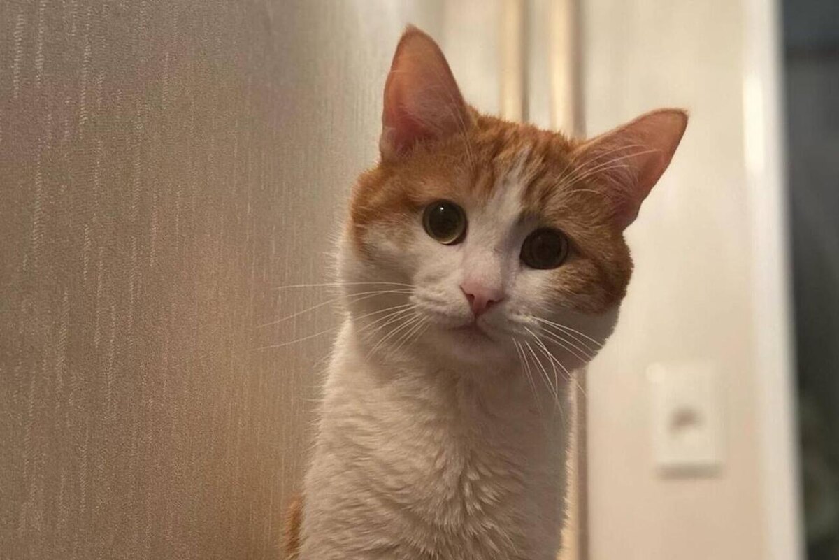    Кот Твикс соцсети